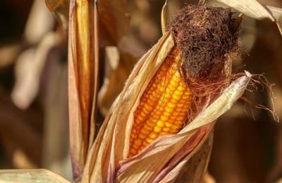 Названы сроки принятия решения о внесении кукурузы в зерновой меморандум