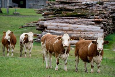 В Червенском районе на пожаре спасены 160 коров