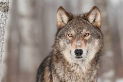 Волки нападают на животных во дворах домов в Тверской области