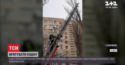 В Одессе спасли кошку, которая в мороз трое суток просидела на дереве: видео
