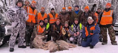 Охотники добыли трех волков, терроризировавших жителей района Карелии (ФОТО)