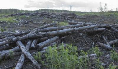 Особо охраняемые территории Удмуртии могут пустить под лесозаготовку