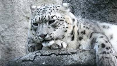 В Московском зоопарке умерла снежный барс Аннет