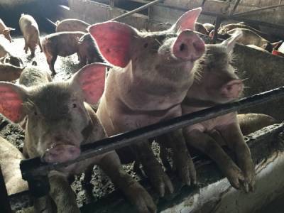 Торги не состоялись: в Прикамье не нашлось желающих купить поголовье свиней свинокомплекса "Пермский"
