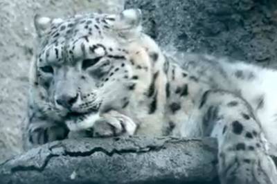 В Московском зоопарке умер 18-летний снежный барс
