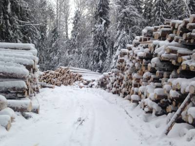 В парламенте Новосибирской области проанализировали - как работает региональный закон о пунктах приема древесины