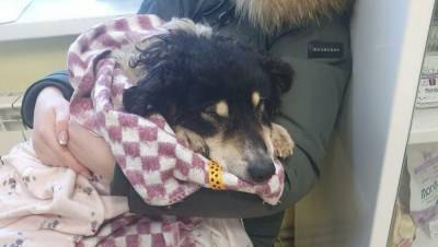 В Тверской области спасли вмерзшего в лед пса, от которого отказалась хозяйка