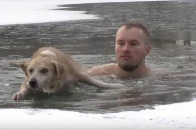 В Старом Осколе журналист спас провалившуюся под лёд собаку
