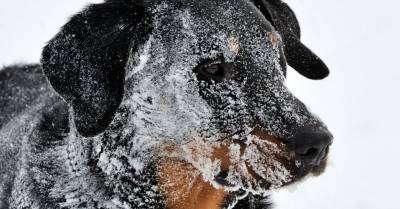 Общество ветеринаров призывает долго не гулять на морозе с собаками и не выпускать котов