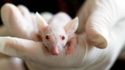 Генная терапия помогла победить паралич у мышей