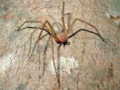 Новый вид пауков был назван в честь канадского певца и поэта Леонарда Коэна