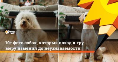 10+ фото собак, которых поход кгрумеру изменил донеузнаваемости