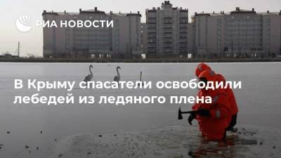 В Крыму спасатели освободили лебедей из ледяного плена