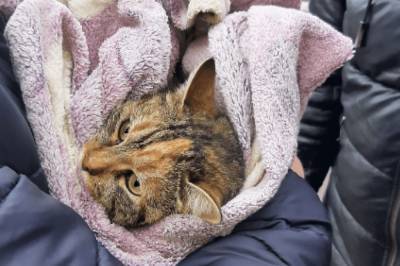Более трех суток просидела на дереве: в Одессе спасли кошку, которая едва не упала на землю (видео)