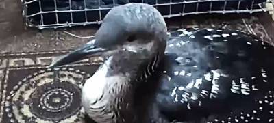 "Бросить жалко": неизвестную замороженную птицу отогрел рыбак в Карелии (ВИДЕО)