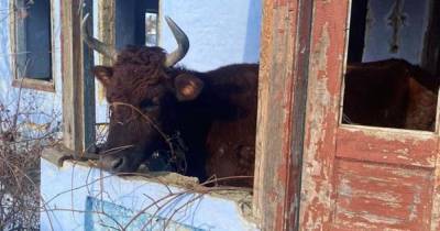 Удерживал коров на морозе и не кормил: в Одесской области мужчина издевался над животными (фото)