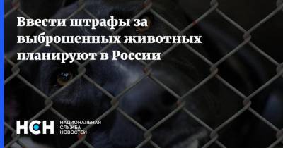 Ввести штрафы за выброшенных животных планируют в России