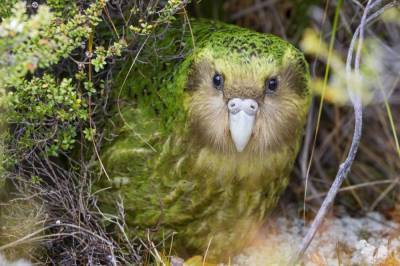 Попугай, который представляет себя кустом, стал птицей года в Новой Зеландии, - СМИ