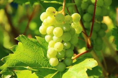 Саженцы для винного винограда не пустили в Псковскую область