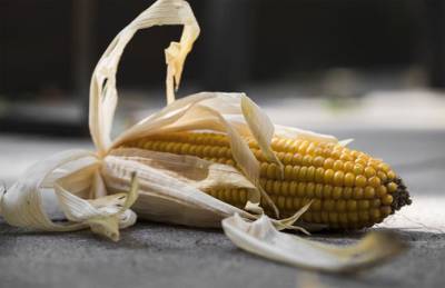 В прошлом году Виннитчина потеряла 40% урожая кукурузы