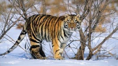 Тигр в Приморье загнал испуганных охотников на дерево — видео