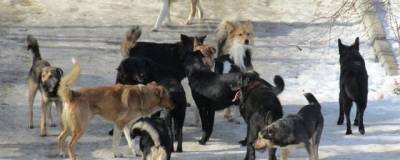 В Саратовской области планируют отловить 1340 бродячих собак