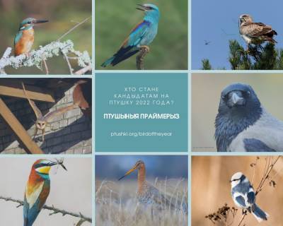 Птичьи праймериз: в Беларуси выбирают интернет-кандидата на птицу 2022 года