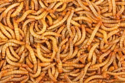 Европа одобрила мучных червей для потребления человеком