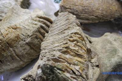 В Черновицкой области нашли 300-летний зуб мамонта