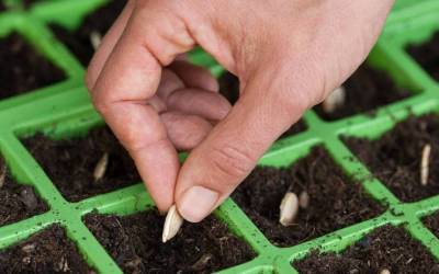 Кабачок: выращивание из семян рассадой, посадка и уход и в открытом грунте