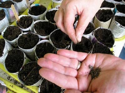 Выращивание цветной капусты: агротехника, подготовка рассады, посадка, уход, сбор урожая