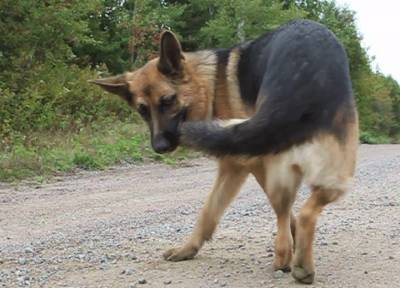 Охота за хвостом: почему собака так делает и когда пора вести ее к ветеринару