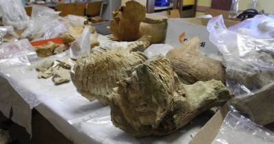В Черновицкой области нашли зуб мамонта, которому около 300 тысяч лет (фото)