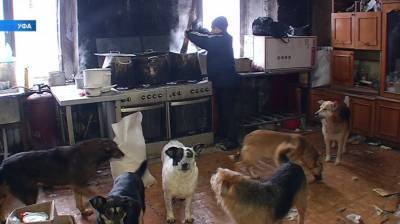 В Уфе в приюте для животных нашли мертвых собак