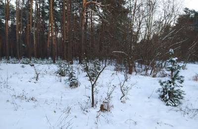 Морозы начнут отступать: синоптики рассказали, какой будет погода в Украине 20 января