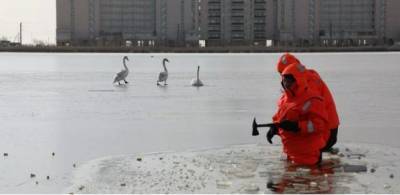 Крымские спасатели вызволили лебедей из ледяного плена на озере Сасык-Сиваш