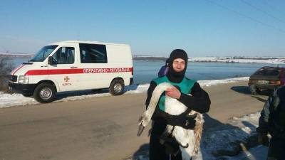В Одесской области снова спасали лебедей, угодивших в ледяные ловушки