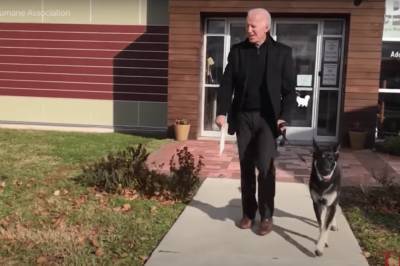 "Первая собака США": псу Байдена устроили виртуальную инаугурацию