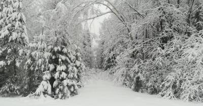 Латгалию завалило снегом: в Дагде толщина снежного покрова достигла 22 см