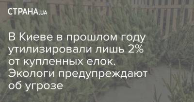 В Киеве в прошлом году утилизировали лишь 2% от купленных елок. Экологи предупреждают об угрозе