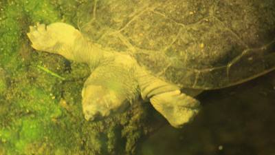 Во Вьетнаме нашли самку почти вымершей черепахи
