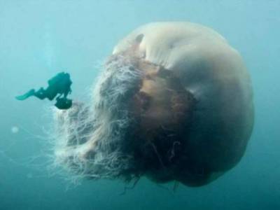 Самые ядовитые существа из глубин океана, известные науке