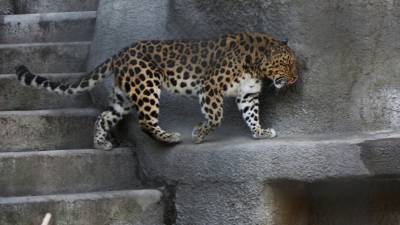 Пещерная трапеза редкого дальневосточного леопарда попала на видео