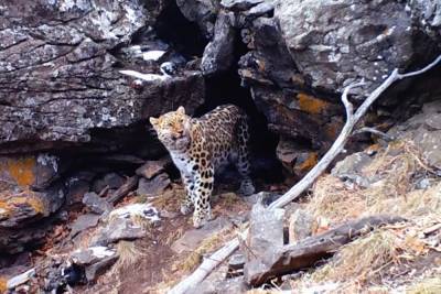 Пещерный обед краснокнижного леопарда попал на видео