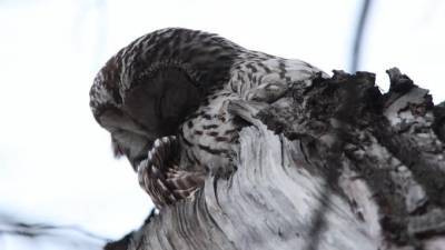 Петербуржцам показали спящих сов с Елагина острова