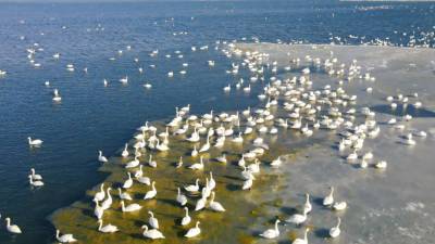 Тысячи лебедей остановились на зимовку на Каспийском море.