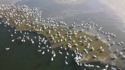 Более 100 тысяч лебедей зимуют на Каспии — видео