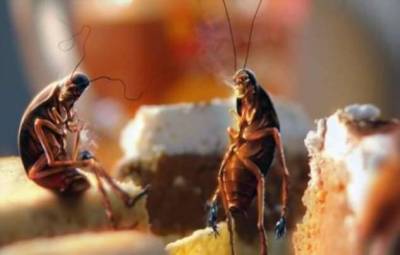 Что произойдет, если тараканы полностью вымрут?
