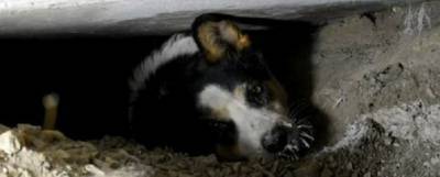 Новосибирский диггер спас собаку из-под бетонной плиты