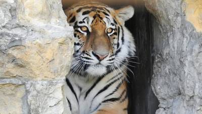 Убийство амурского тигра Павлика рассмотрят по более тяжкому обвинению
